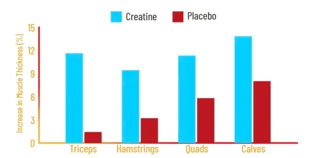 Сравнение мышечной толщины между креатином и плацебо