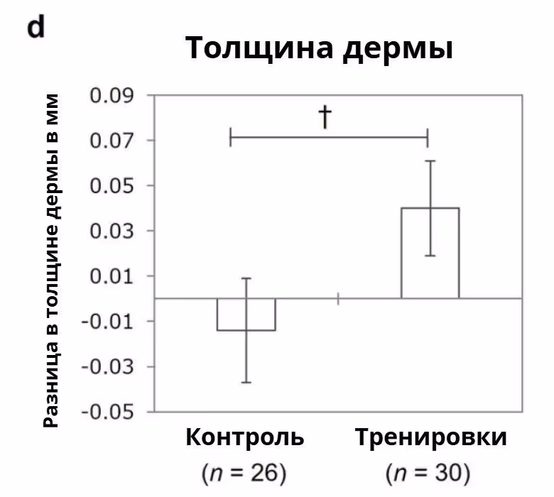 Толщина дермы при тренировках