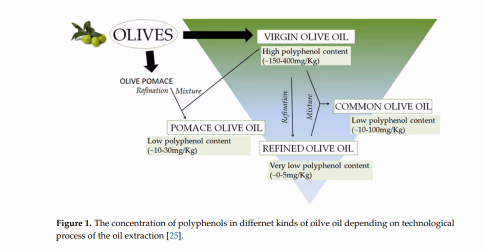 Оливковое масло холодного отжима — пример одного из самых полезных и доступных экстрактов