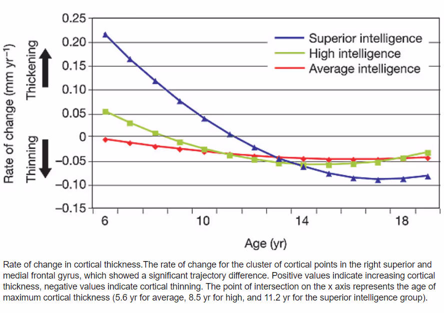 Формирование мозга в детстве коррелирует с интеллектом