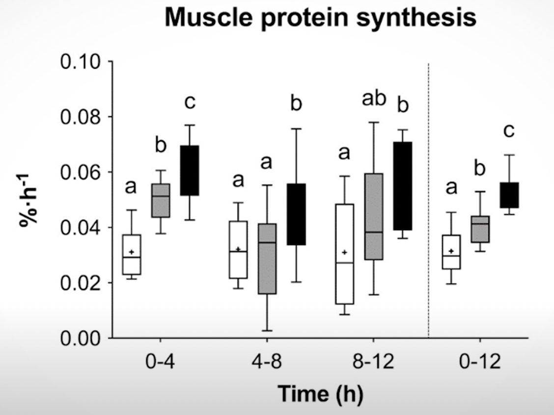 Динамика синтеза мышечного белка в зависимости от времени и условий