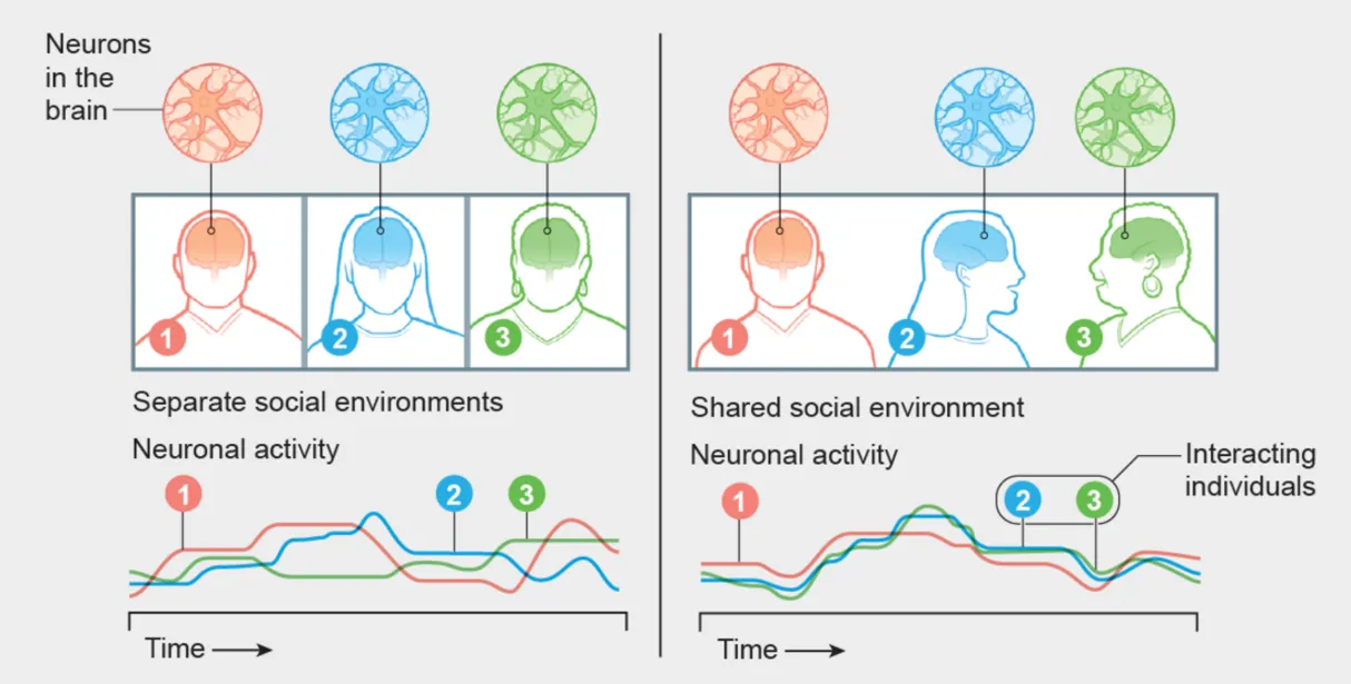 Социальная активность мозга